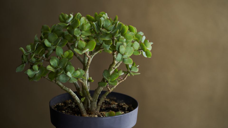 Eine grüne Crassula ovata Pflanze in einem schwarzen Topf, die Wohlstand symbolisiert.