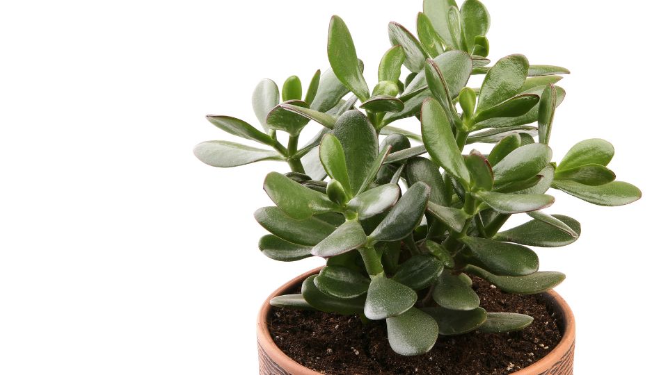 Eine Crassula ovata Pflanze mit dicken, grünen Blättern in einem Tontopf.