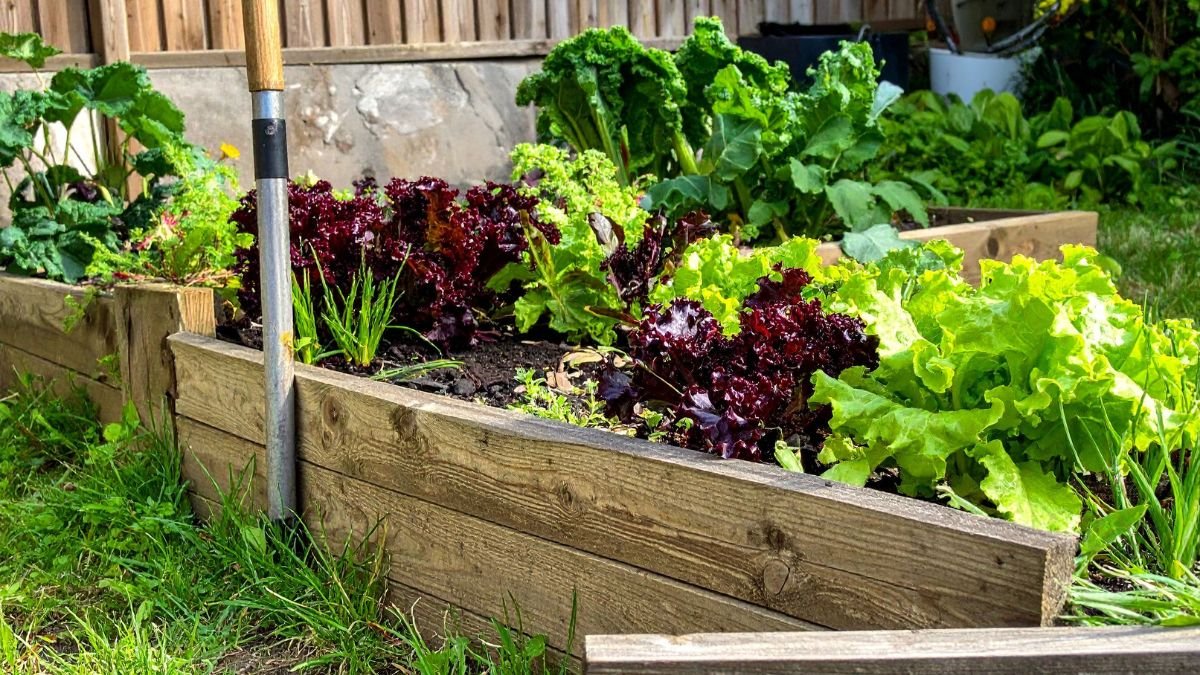 Ein Gemüsegarten mit verschiedenen Salatsorten in Holzbeeten.