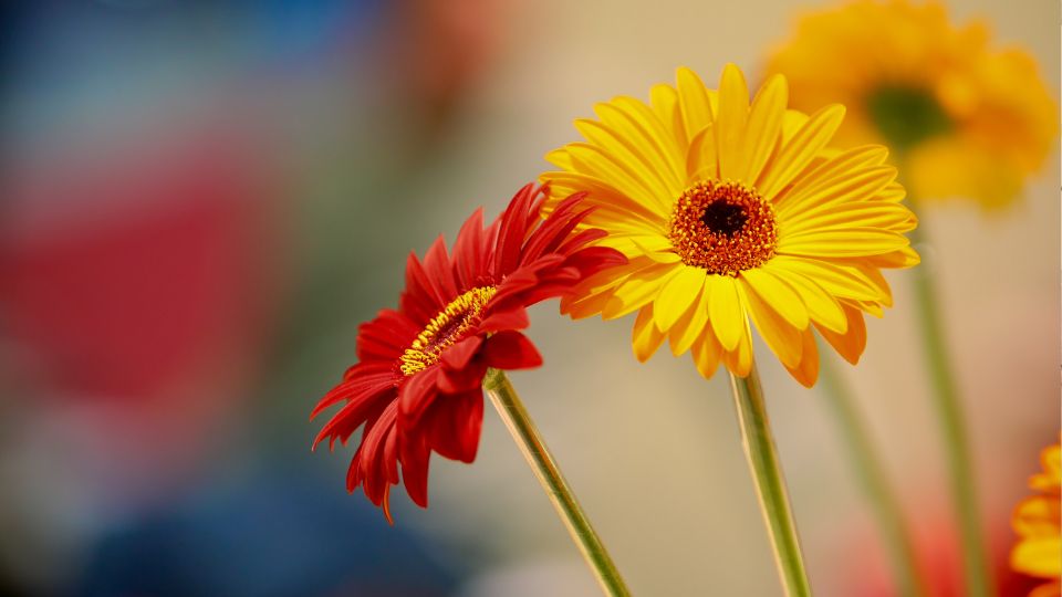 Zwei leuchtende Gerbera-Blüten in Rot und Gelb, ideal für Ziergärten.