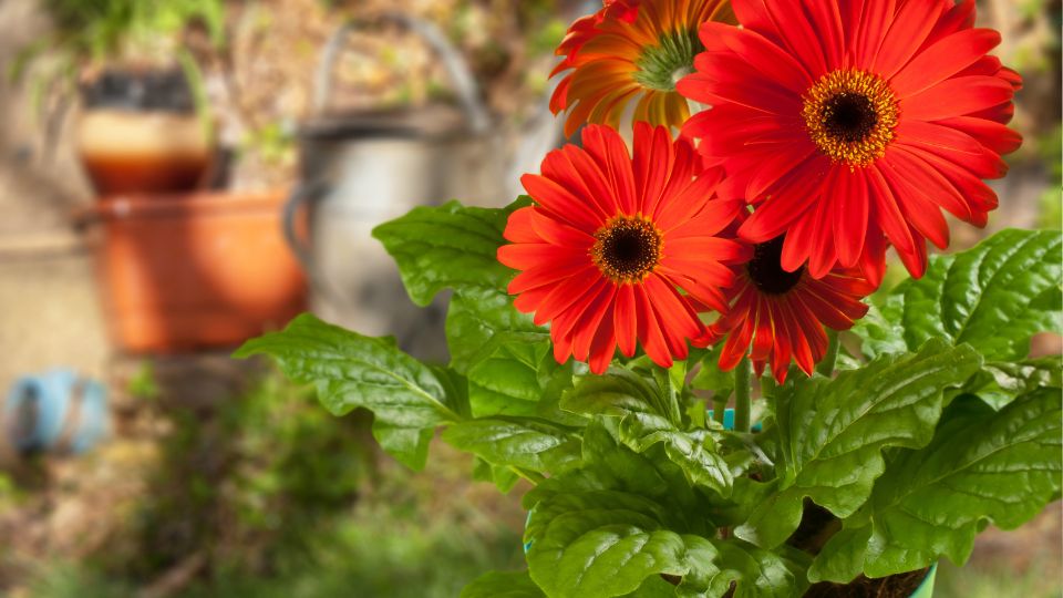 Bunte Gerbera-Hybriden in einem Topf mit grünen Blättern im Garten.