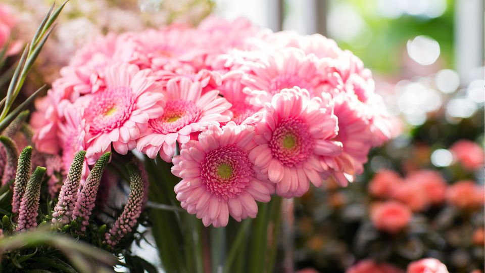 Eine Gruppe von leuchtend rosa Gerbera-Blüten in einem floralen Arrangement.