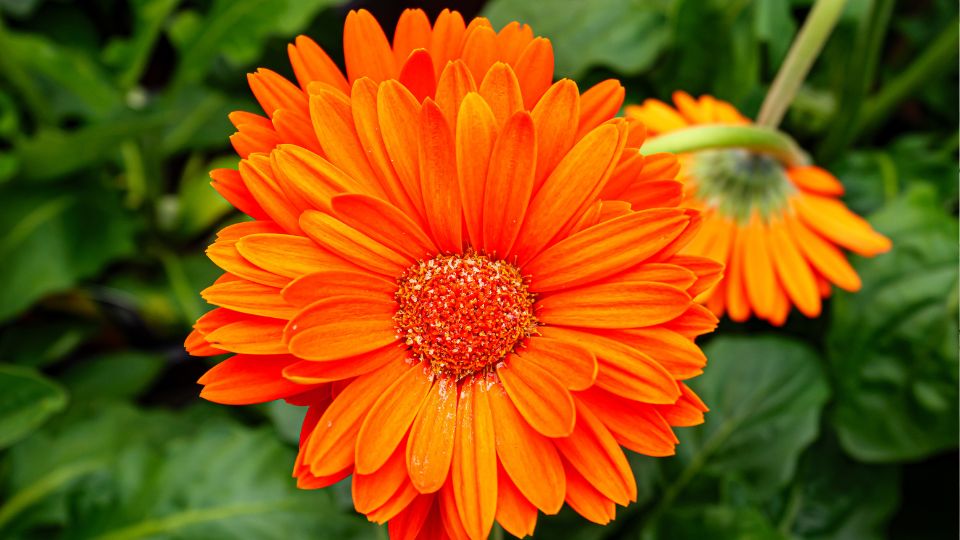 Eine leuchtend orangefarbene Gerbera-Blüte mit dichten Blütenblättern.
