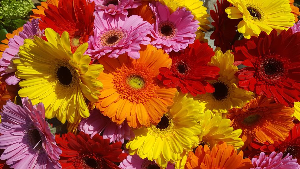 Bunte Gerbera-Blüten in verschiedenen Farben, ideal für Ziergärten.