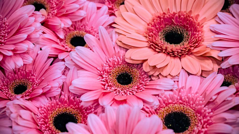 Bunte Gerbera in verschiedenen Rosa- und Pinktönen mit dunklen Zentren.