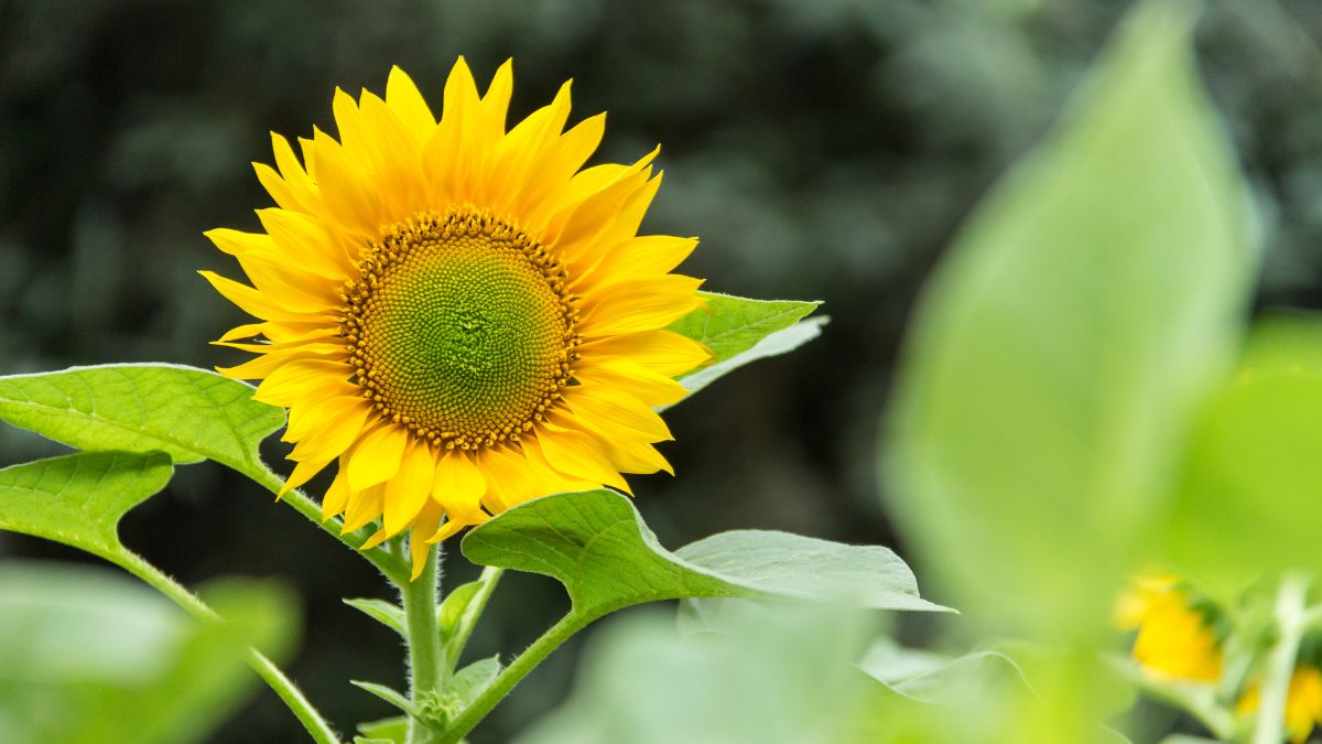 Eine leuchtend gelbe Sonnenblume mit grünen Blättern im Garten.