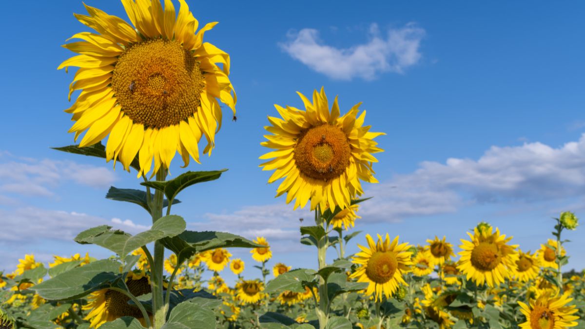 Eine Gruppe von leuchtend gelben Sonnenblumen unter blauem Himmel.