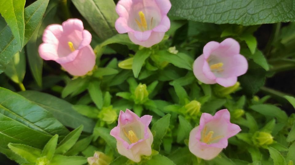 Glockenblume (Campanula) Zarte, rosa Glockenblumen mit grünen Blättern im Garten.