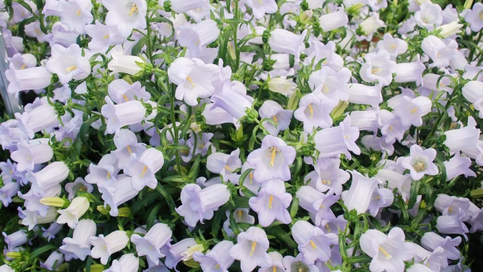 Glockenblume (Campanula) Eine üppige Ansammlung von Glockenblumen mit zarten, lila Blüten.