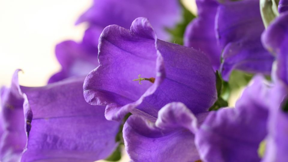Glockenblume (Campanula) Nahaufnahme von lila Glockenblumen mit sanften, gewellten Blütenblättern.