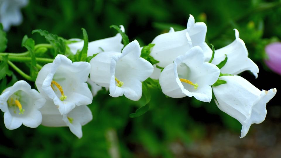 Glockenblume (Campanula) Weiße Glockenblumen mit zarten Blüten und grünem Laub im Garten.