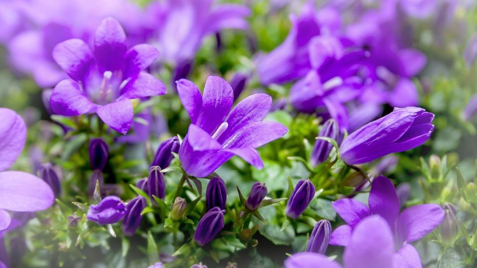 Glockenblume (Campanula) Bunte Glockenblumen in verschiedenen Lila-Tönen blühen üppig im Garten.