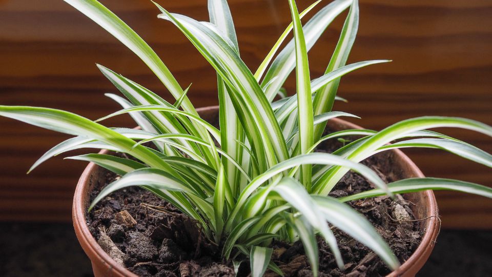 Eine grüne Grünlilie mit langen, gestreiften Blättern in einem Blumentopf.
