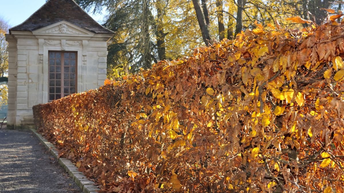 Eine lebendige Hecke mit buntem Laub trennt den Gartenbereich und bietet Privatsphäre.