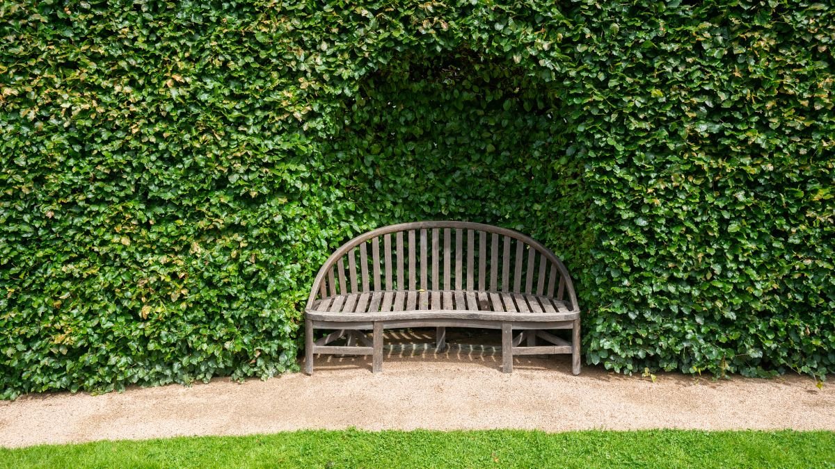 Eine Holzbank steht vor einer dichten, grünen Hecke im Garten.