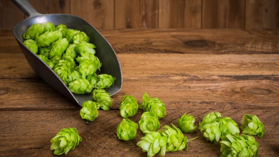 Hopfen (Humulus lupulus) Frische Hopfenzapfen liegen auf einem Holztisch, bereit zur Verwendung.