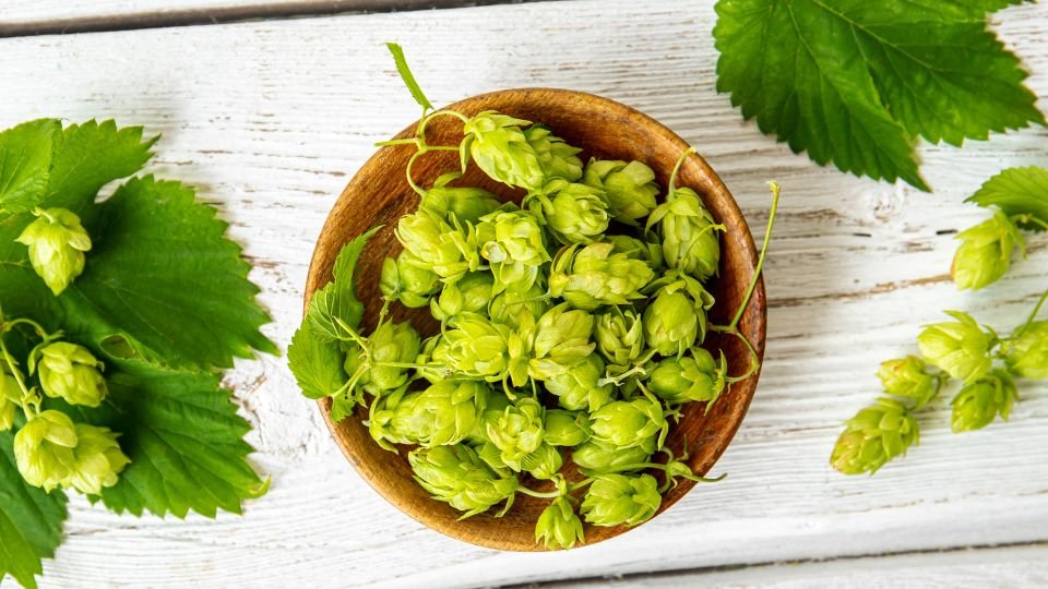 Hopfen (Humulus lupulus) Frische Hopfenzapfen in einer Holzschale mit grünen Blättern.