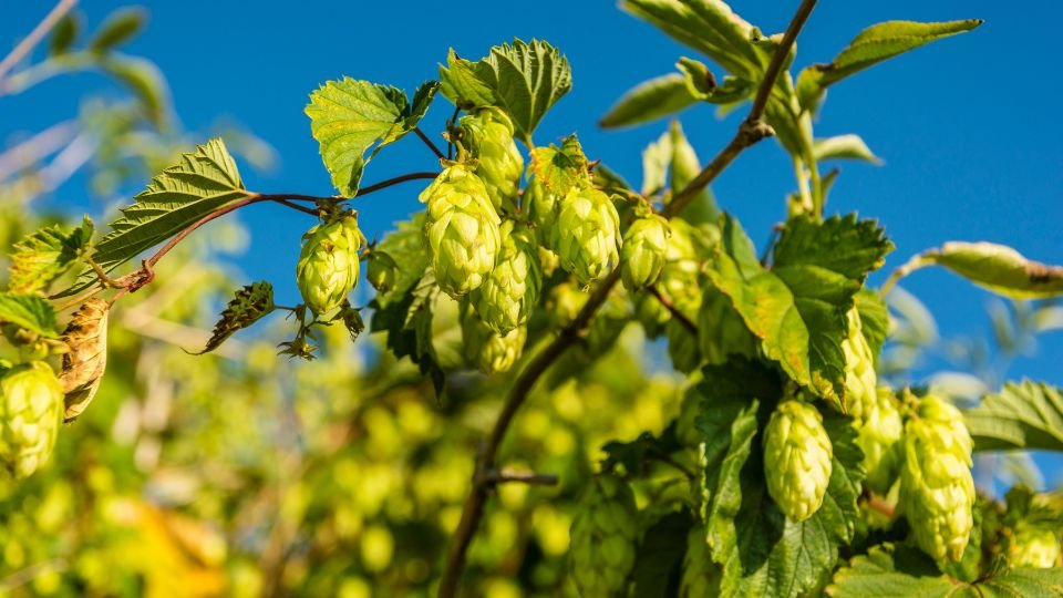 Hopfen (Humulus lupulus) Grüne Hopfenzapfen hängen an einer Kletterpflanze unter blauem Himmel.