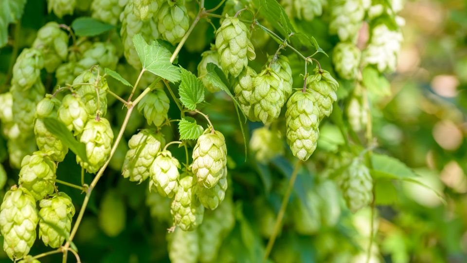 Grüne Hopfenblüten wachsen an einer Kletterpflanze im Garten.