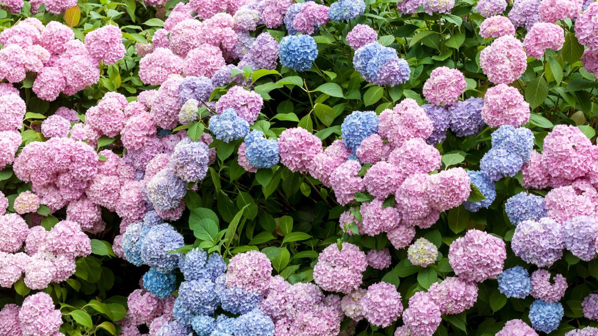 Hortensien: Diesen Fehler solltest du vermeiden, wenn sie nächstes Jahr prachtvoll blühen sollen Bunte Hortensienblüten in verschiedenen Farben, üppig im Garten.