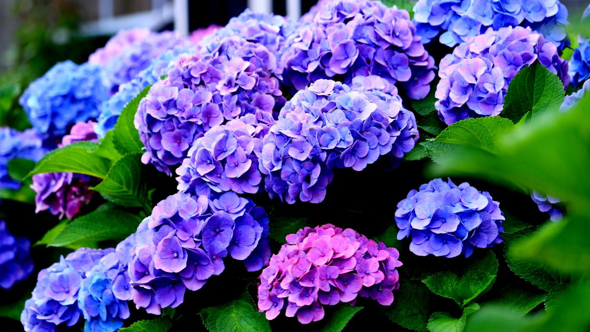 Bunte Hortensienblüten in verschiedenen Blau- und Lilatönen mit grünen Blättern.
