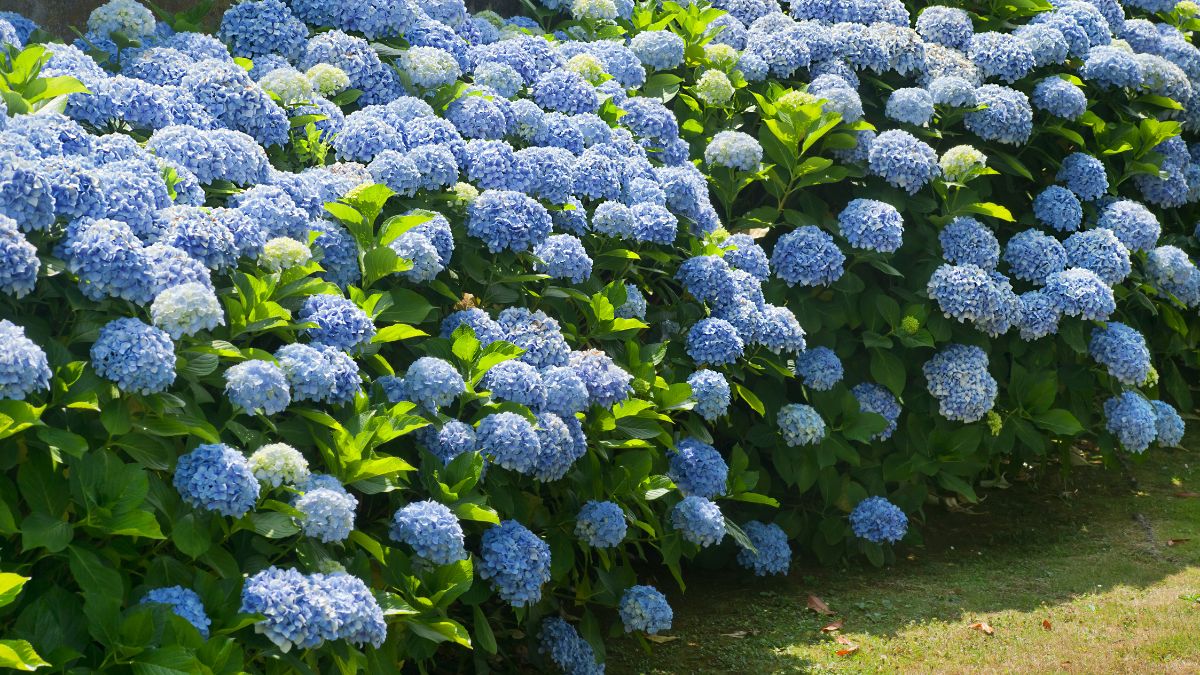 Hortensien: Diesen Fehler solltest du vermeiden, wenn sie nächstes Jahr prachtvoll blühen sollen Blaue Hortensien blühen üppig in einem gepflegten Garten.