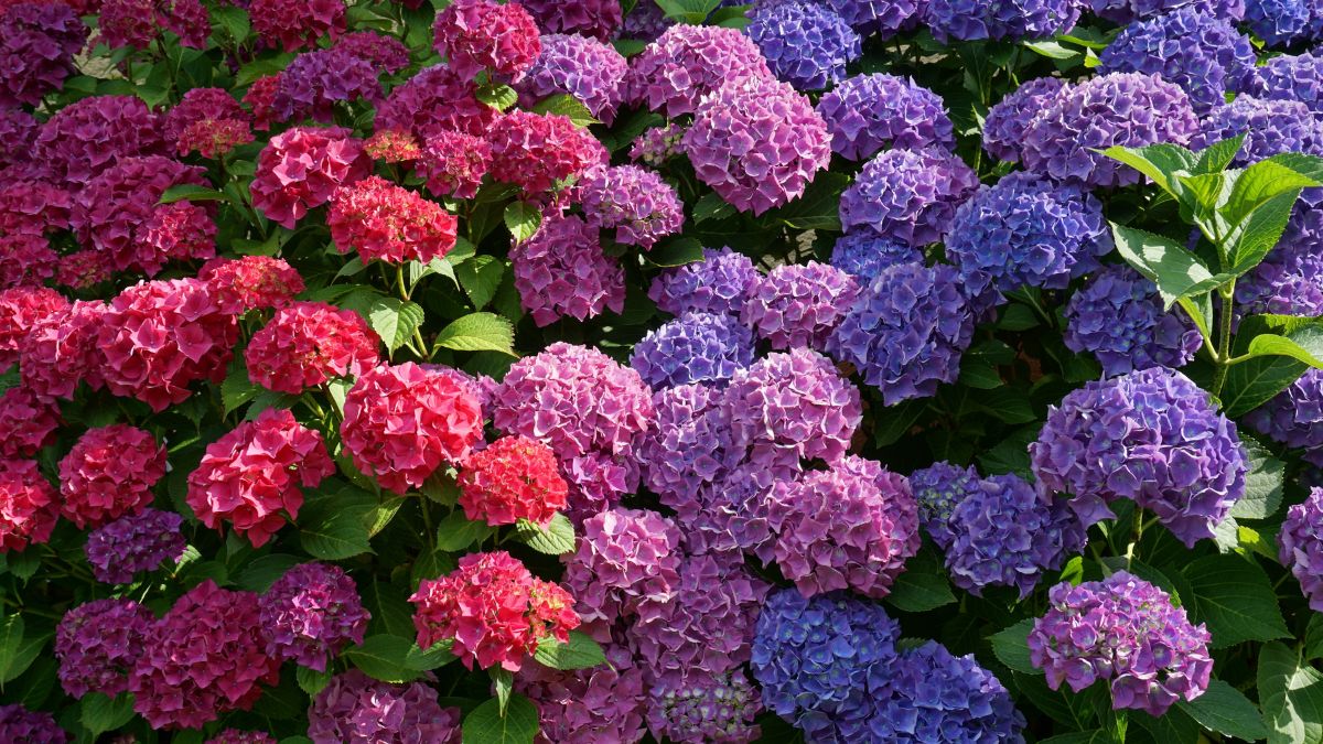 Hortensien: Diesen Fehler solltest du vermeiden, wenn sie nächstes Jahr prachtvoll blühen sollen Bunte Hortensien in verschiedenen Farben blühen üppig im Garten.