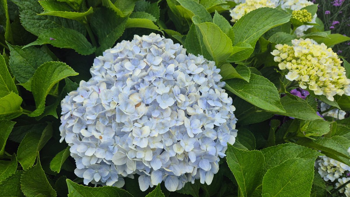 Hortensien: Diesen Fehler solltest du vermeiden, wenn sie nächstes Jahr prachtvoll blühen sollen Eine prächtige blaue Hortensie umgeben von grünen Blättern im Garten.