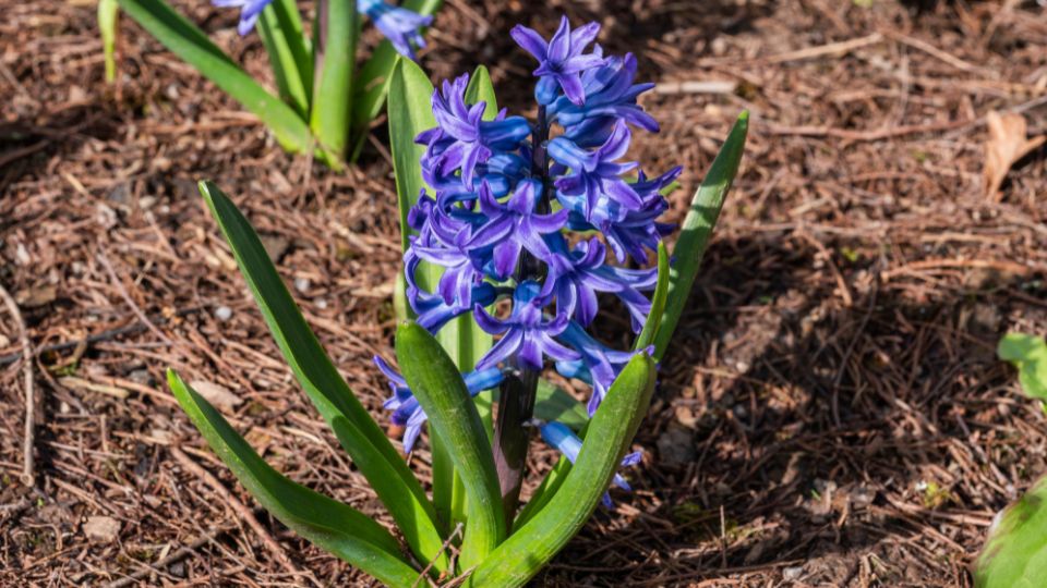 Hyazinthen (Hyacinthus Orientalis-Hybriden) Blaue Hyazinthe mit leuchtenden Blüten und grünen Blättern im Garten.