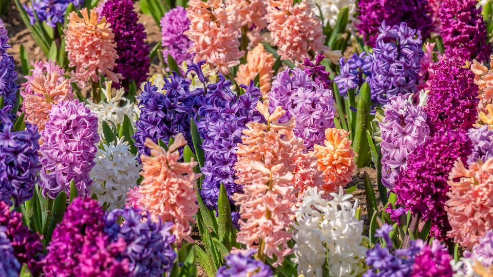 Hyazinthen (Hyacinthus Orientalis-Hybriden) Bunte Hyazinthen in verschiedenen Farben blühen im Garten.