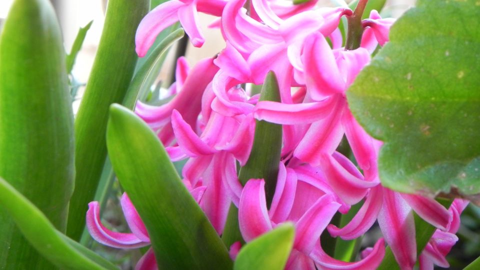 Hyazinthen (Hyacinthus Orientalis-Hybriden) Bunte Hyazinthenblüten in Pink, umgeben von grünen Blättern.