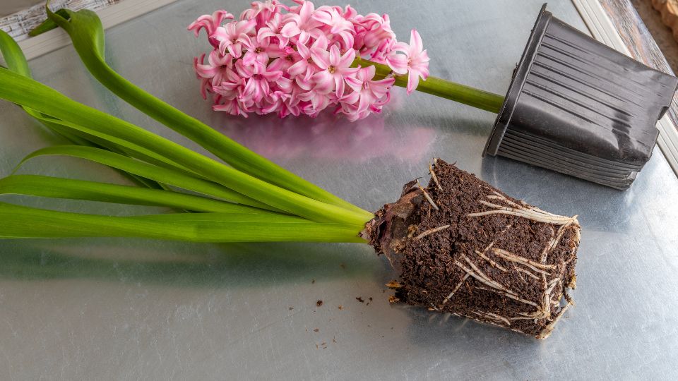 Hyazinthen (Hyacinthus Orientalis-Hybriden) Eine blühende Hyazinthe mit rosa Blüten und frischen grünen Blättern, daneben ein Topf mit Erde.
