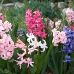 jacint Hyacinthus orientalis 4 Hyazinthen begeistern im Frühling mit intensiven Farben und betörendem Duft. Entdecken Sie Sorten, Pflanzung, Pflege und Tipps für Ihren Garten!