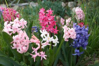 jacint Hyacinthus orientalis 4 Hyazinthen begeistern im Frühling mit intensiven Farben und betörendem Duft. Entdecken Sie Sorten, Pflanzung, Pflege und Tipps für Ihren Garten!