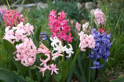 jacint Hyacinthus orientalis 4 Hyazinthen begeistern im Frühling mit intensiven Farben und betörendem Duft. Entdecken Sie Sorten, Pflanzung, Pflege und Tipps für Ihren Garten!