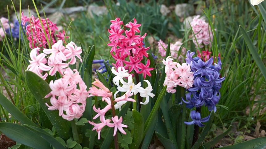 jacint Hyacinthus orientalis 4 Hyazinthen begeistern im Frühling mit intensiven Farben und betörendem Duft. Entdecken Sie Sorten, Pflanzung, Pflege und Tipps für Ihren Garten!