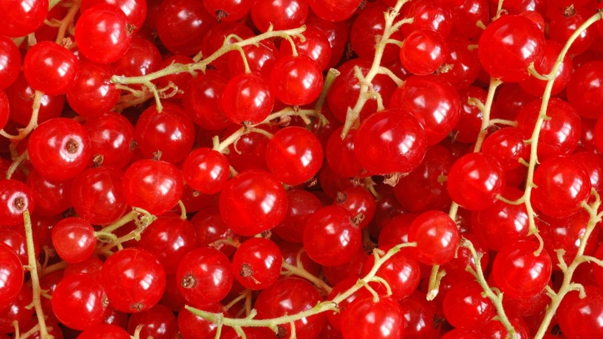 Eine Vielzahl von roten Johannisbeeren, frisch und saftig, auf einem Zweig.