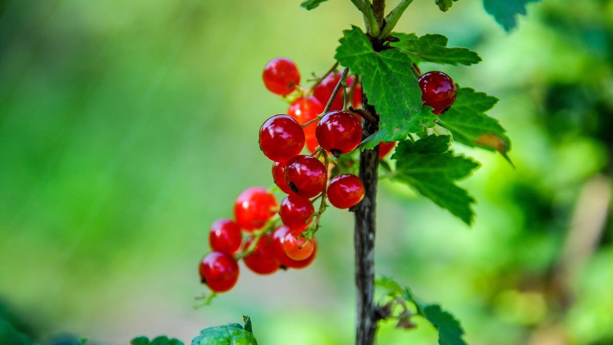 Reife rote Johannisbeeren hängen an einem Strauch im Garten.