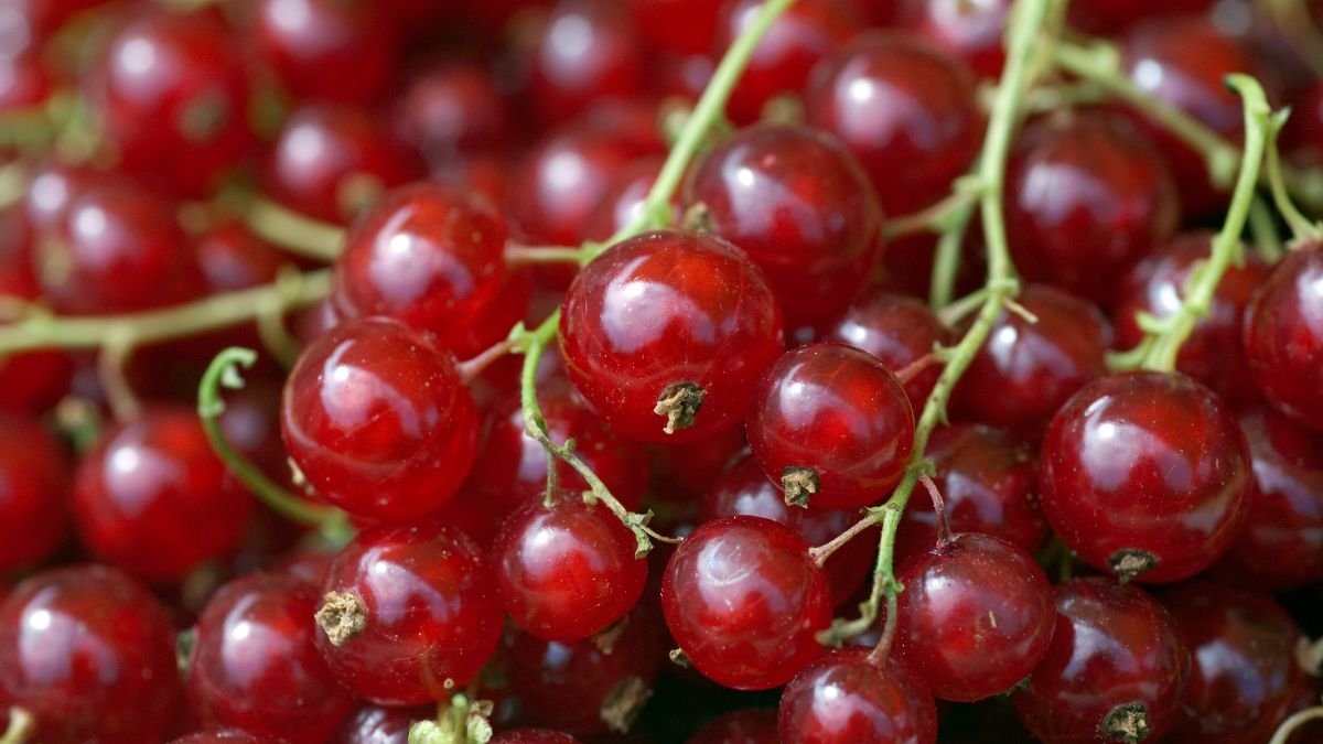 Saftige rote Johannisbeeren hängen an einem Zweig, frisch und einladend.