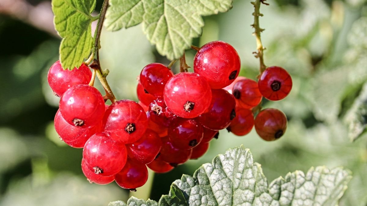 Reife rote Johannisbeeren hängen an einem grünen Strauch.