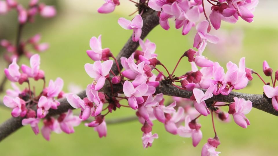 Judasbäume (Cercis) Zweige eines Judasbaums mit leuchtend rosa Blüten im Frühling.