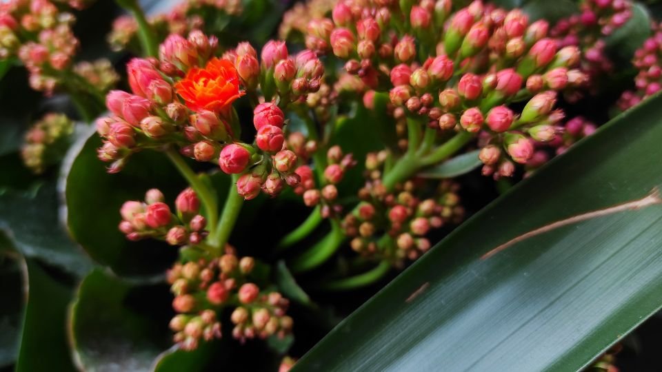 Nahaufnahme einer Kalanchoe mit leuchtend roten und rosa Blütenknospen.