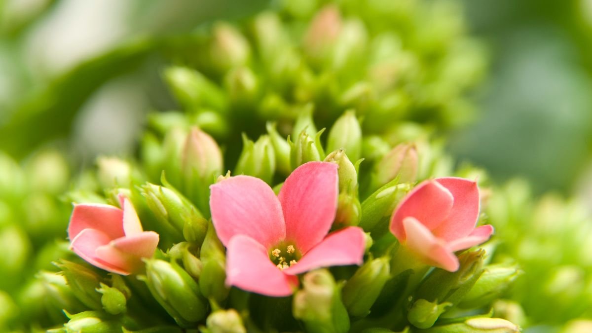Nahaufnahme einer Kalanchoe-Pflanze mit leuchtend pinken Blütenknospen.