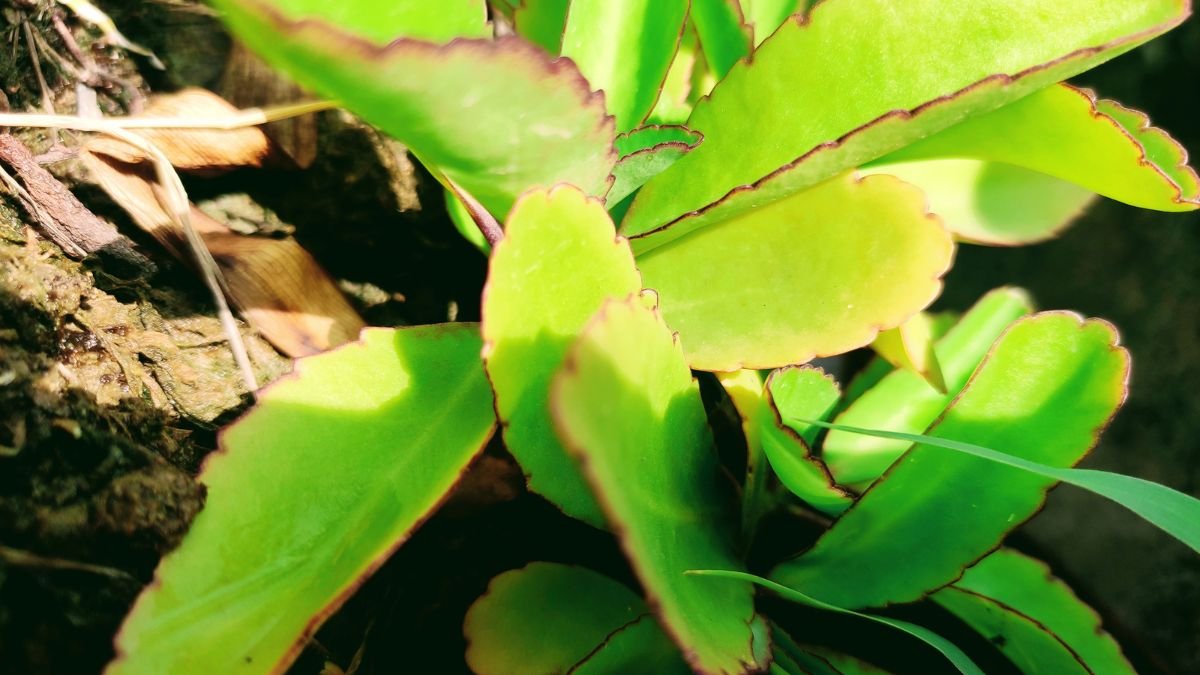 Nahaufnahme von Kalanchoe-Blättern mit leuchtend grüner Farbe und gezacktem Rand.