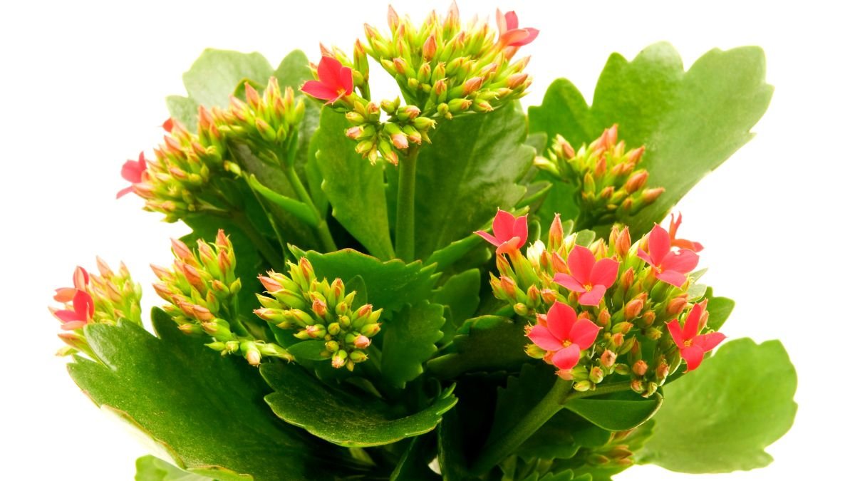 Blühende Kalanchoe-Pflanze mit leuchtend pinken Blüten und grünen Blättern.