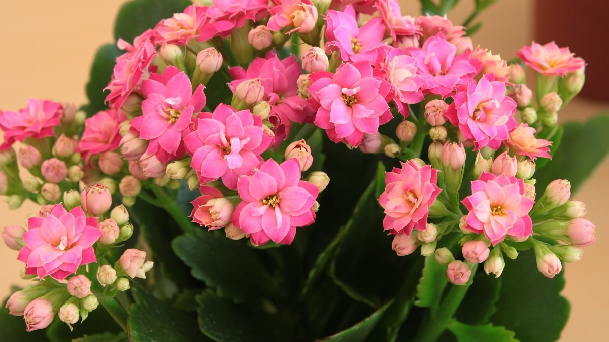 Bunte Kalanchoe-Pflanze mit leuchtend pinken Blüten und grünen Blättern.