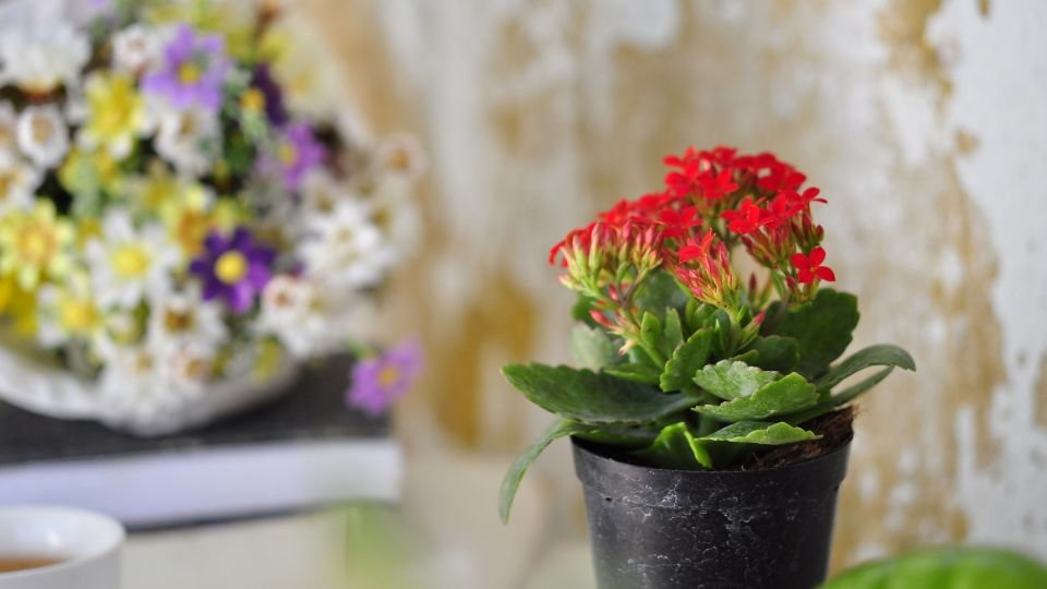 Eine Kalanchoe-Pflanze mit leuchtend roten Blüten in einem schwarzen Topf.