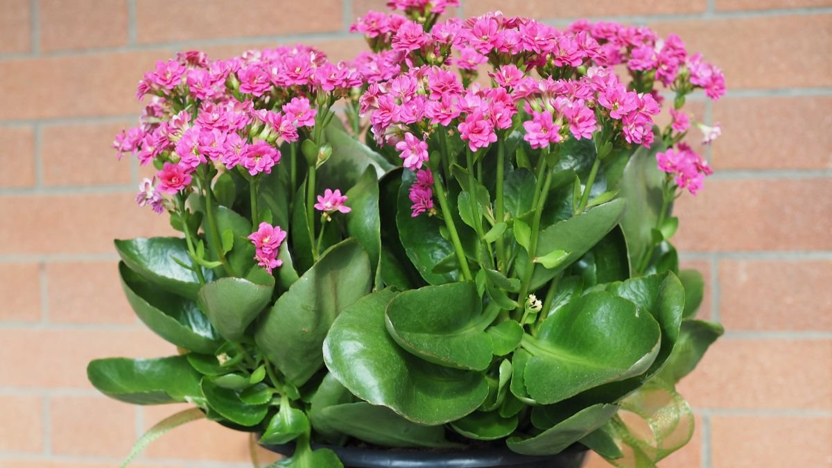 Blühende Kalanchoe-Pflanze mit leuchtend pinken Blüten und dicken, grünen Blättern.