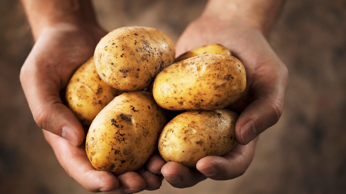 Kartoffeln lagern: 10 Profi-Tipps Hände halten frische, ungeschälte Kartoffeln mit Erde.
