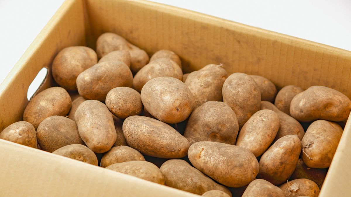 Kartoffeln lagern: 10 Profi-Tipps Eine Kiste mit frischen, ungeschälten Kartoffeln in verschiedenen Formen.